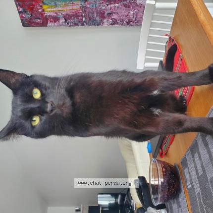 Photo 1/1 Noirot Chat lost in Quebec