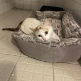 Picture of cat found at Castelsarrasin