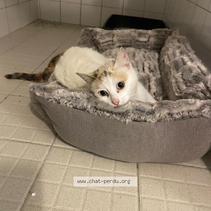 Photo 1/1 Found cat Found in Castelsarrasin