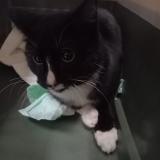 Picture of cat found at Montauban