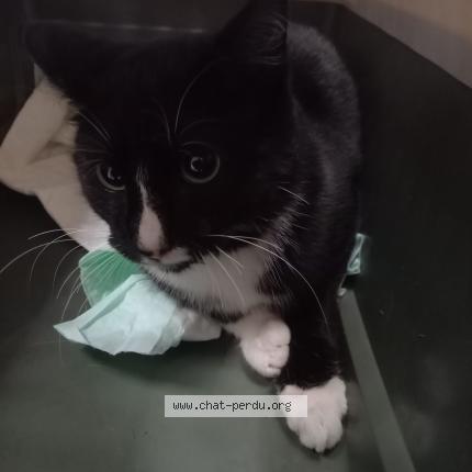 Photo 1/1 Found cat Found in Montauban