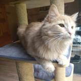 Picture of cat lost at Perigueux