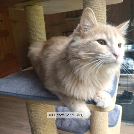 Photo 1/1 Luno Chat lost in Perigueux