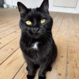 Picture of cat lost at Vise