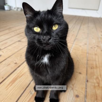 Photo 1/1 Agatha Chat lost in Vise