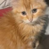 Picture of cat lost at Senouillac