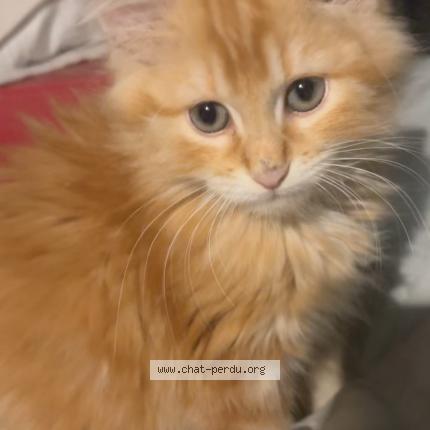 Photo 1/1 Oliver Chat lost in Senouillac