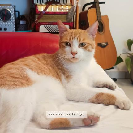 Photo 1/1 Mimzy Chat lost in Bages