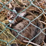 Picture of cat found at Ingersheim