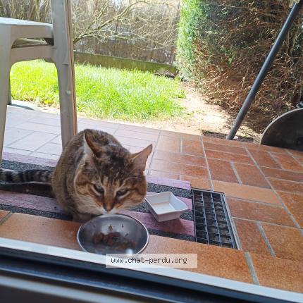 Photo 1/3 Found cat Found in Ingersheim