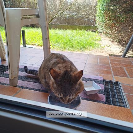 Photo 2/3 Found cat Found in Ingersheim