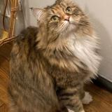 Picture of cat lost at Paris