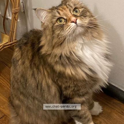 Photo 1/1 Petit poil Chat lost in Paris