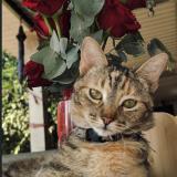 Picture of cat lost at Sacacoyo