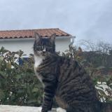 Picture of cat lost at La Palmyre