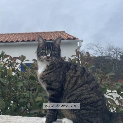 Photo 1/1 Bibou Chat lost in La palmyre