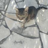 Picture of cat found at Villemoustaussou