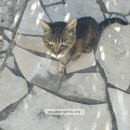 Photo 1/1 Found cat Found in Villemoustaussou