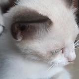 Picture of cat lost at Plaisance De Touche