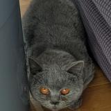 Picture of cat found at Chaville