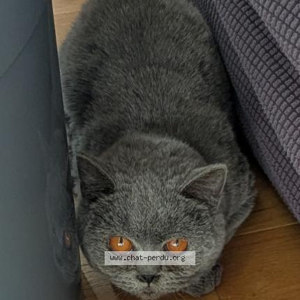 Photo 1/1 Found cat Found in Chaville