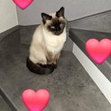 Picture of cat lost at Alteckendorf