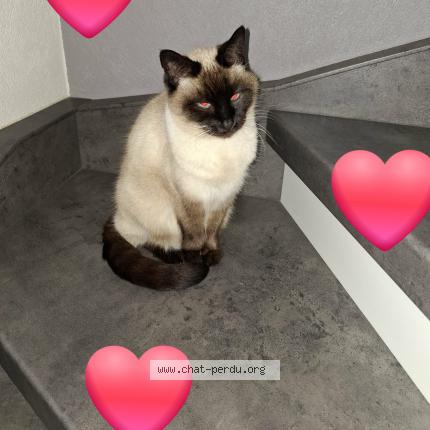 Photo 1/1 Noisette Chat lost in Alteckendorf