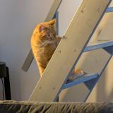 Picture of cat found at Dammarie Les Lys