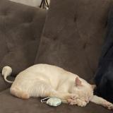 Picture of cat lost at Perne Les Fontaines