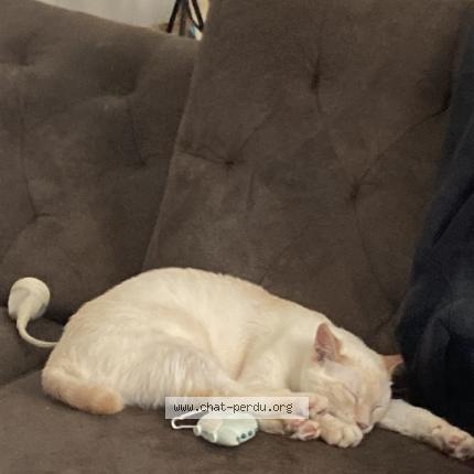 Photo 1/1 Mamaw Chat lost in Perne les fontaines