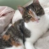 Picture of cat lost at Breze