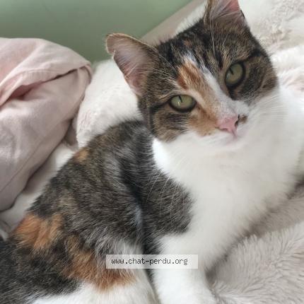 Photo 1/1 Jasmine Chat lost in Breze