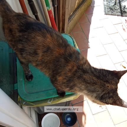 Photo 1/1 Found cat Found in St jean d alcapies