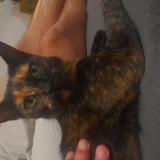 Picture of cat lost at Bolbec