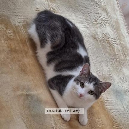 Foto 1/1 Kat teruggevonden Vermist in Souvret