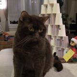 Picture of cat lost at Saint Sauveur