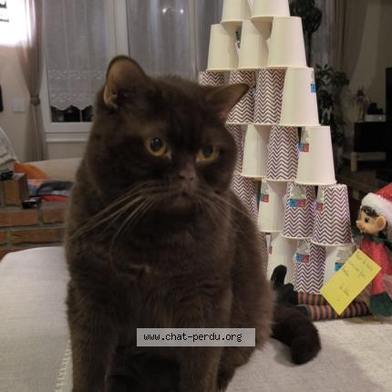 Photo 1/1 Elioth Chat lost in Saint sauveur