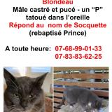 Picture of cat lost at Marcq En Baroeul