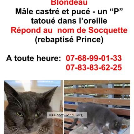 Photo 1/1 SOCQUETTE rebaptisé Prince Chat lost in Marcq en baroeul