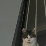 Picture of cat lost at Nancy