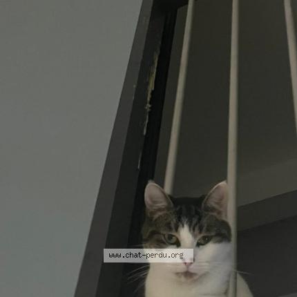 Photo 1/1 Milo Chat lost in Nancy