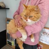 Picture of cat found at Cayrac