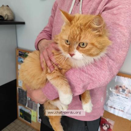 Photo 1/1 Found cat Found in Cayrac