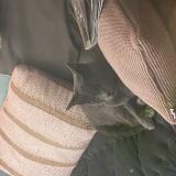 Picture of cat found at Bordeaux