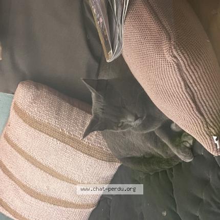 Photo 1/1 Found cat Found in Bordeaux