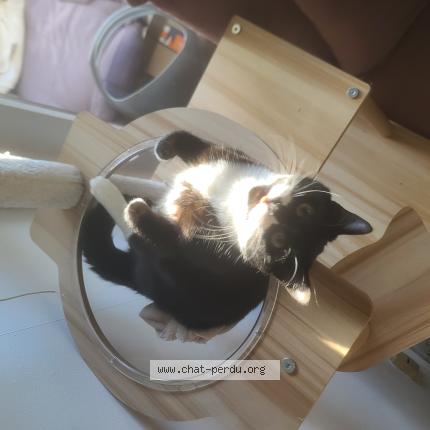 Photo 1/1 Chaussette Chat lost in Talence