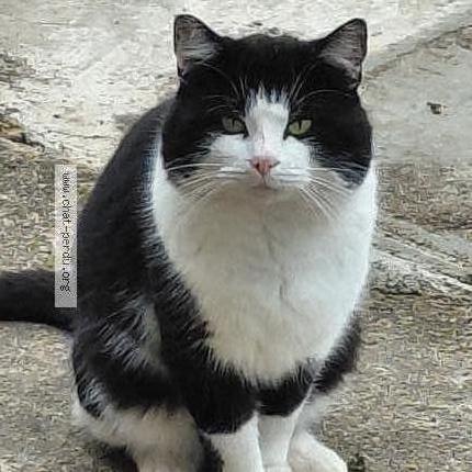 Photo 1/1 Found cat Found in Saint desir