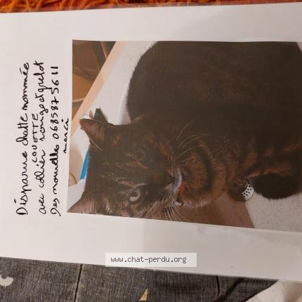 Photo 1/1 couette Chat lost in Amberieu en bugey