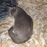 Picture of cat lost at Donzere