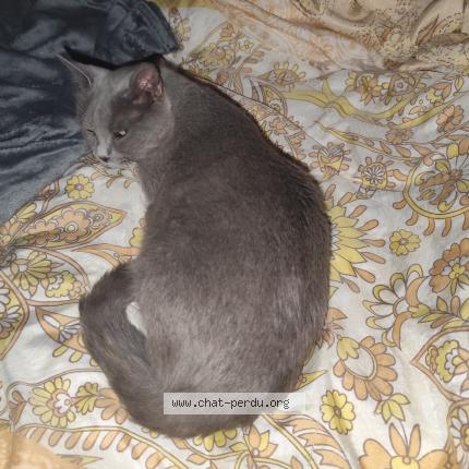 Photo 1/1 Rebel Chat lost in Donzere